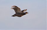 Greater Prairie-Chicken